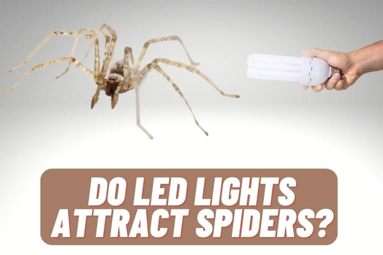 Do LED Lights Attract Spiders? [Some Ways To Prevent It]