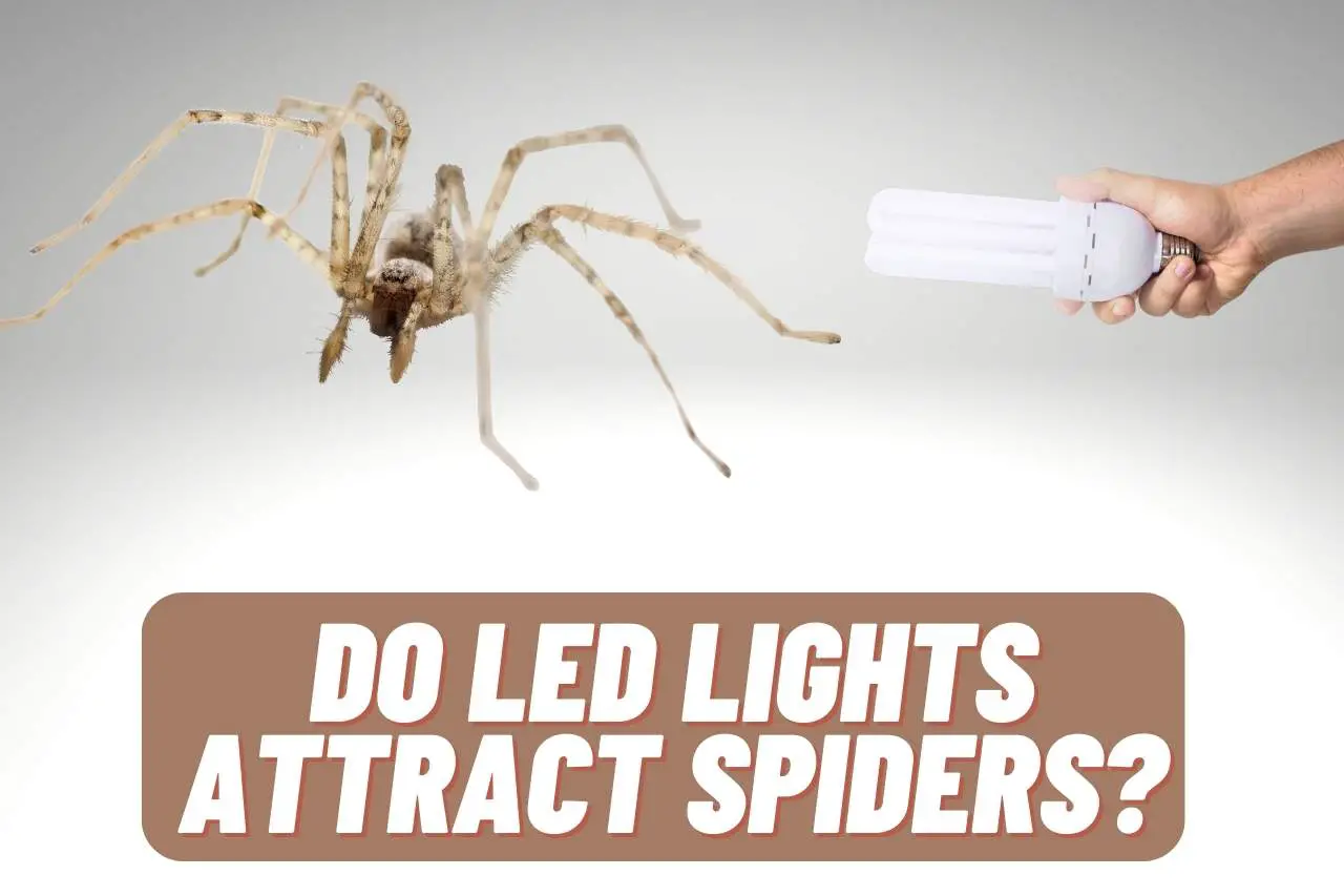 do led lights attract spiders